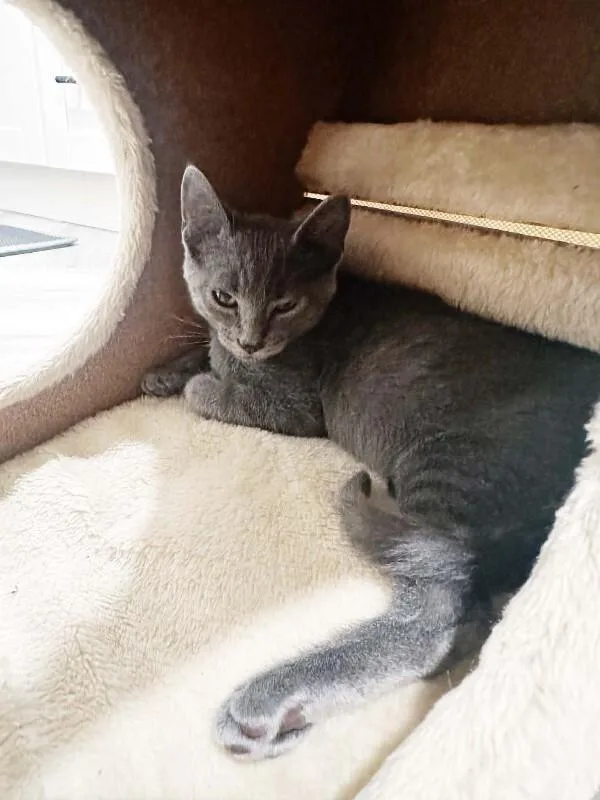A baby small-sized male Gray / Blue / Silver Domestic Short Hair cat named Vinnie for adoption in Belton, MO