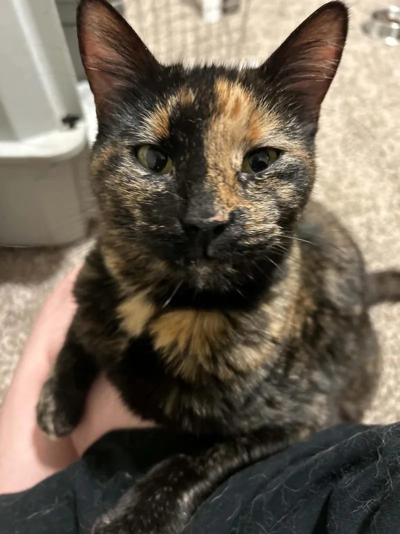 An adult large-sized female Domestic Short Hair cat named Nora for adoption in Kansas City, MO