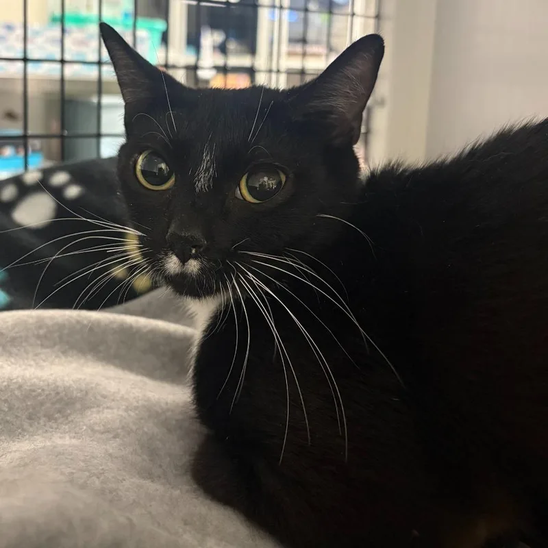 Darby Rose thumbnail 4