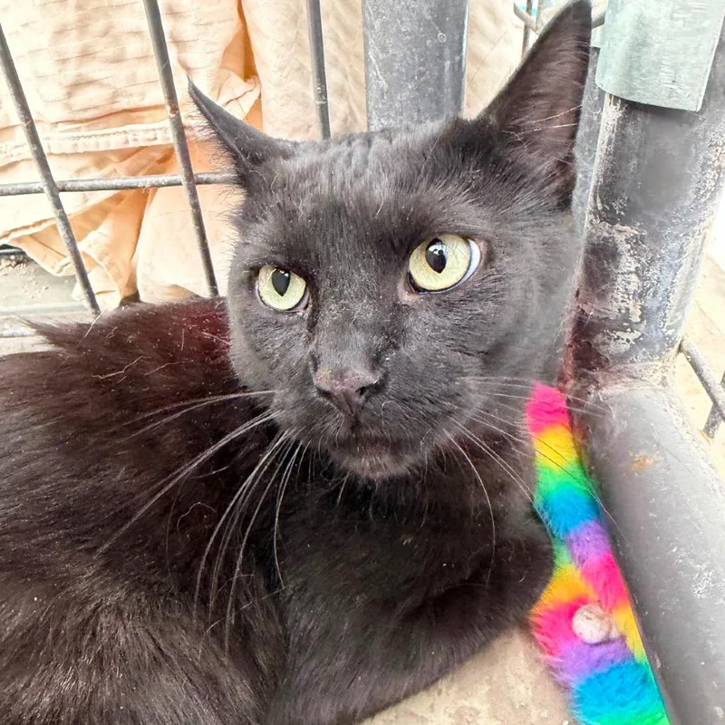A senior large-sized female Black American Shorthair cat named Charcoal for adoption in Taos, NM