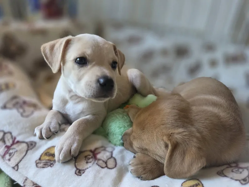 A baby medium-sized male Mixed Breed dog named Maple Willow Mae for adoption in Holly Springs, NC