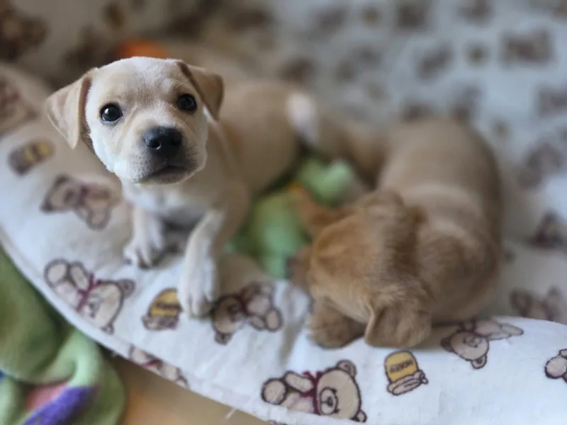 Maple  Willow Mae thumbnail 3