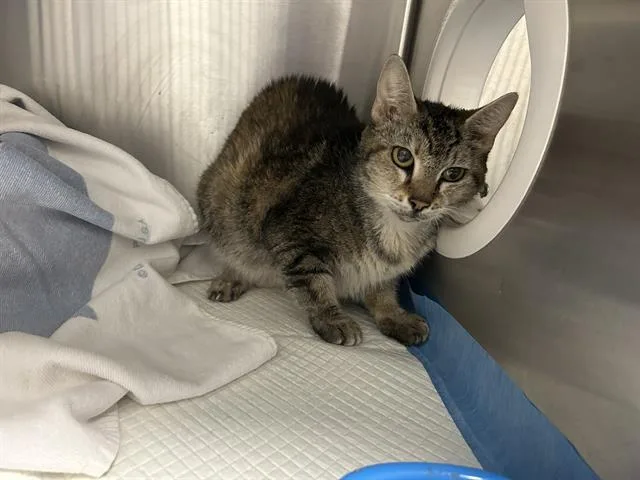 A senior small-sized female Domestic Short Hair cat named Helen for adoption in Ocala, FL