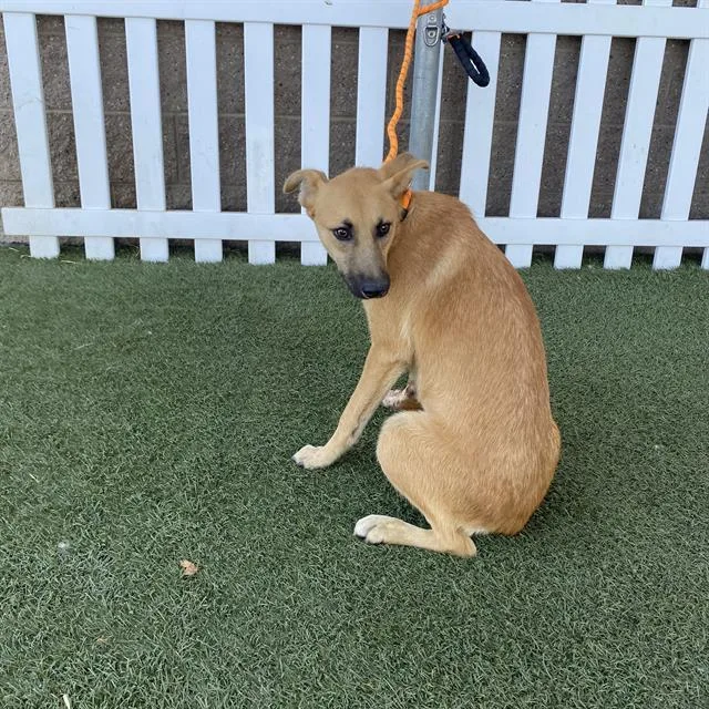 A young large-sized female German Shepherd Dog dog named Sienna for adoption in Modesto, CA
