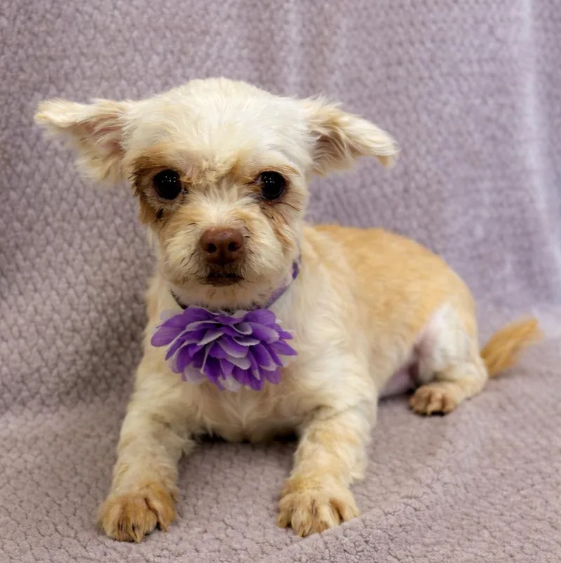 Juliette thumbnail 2