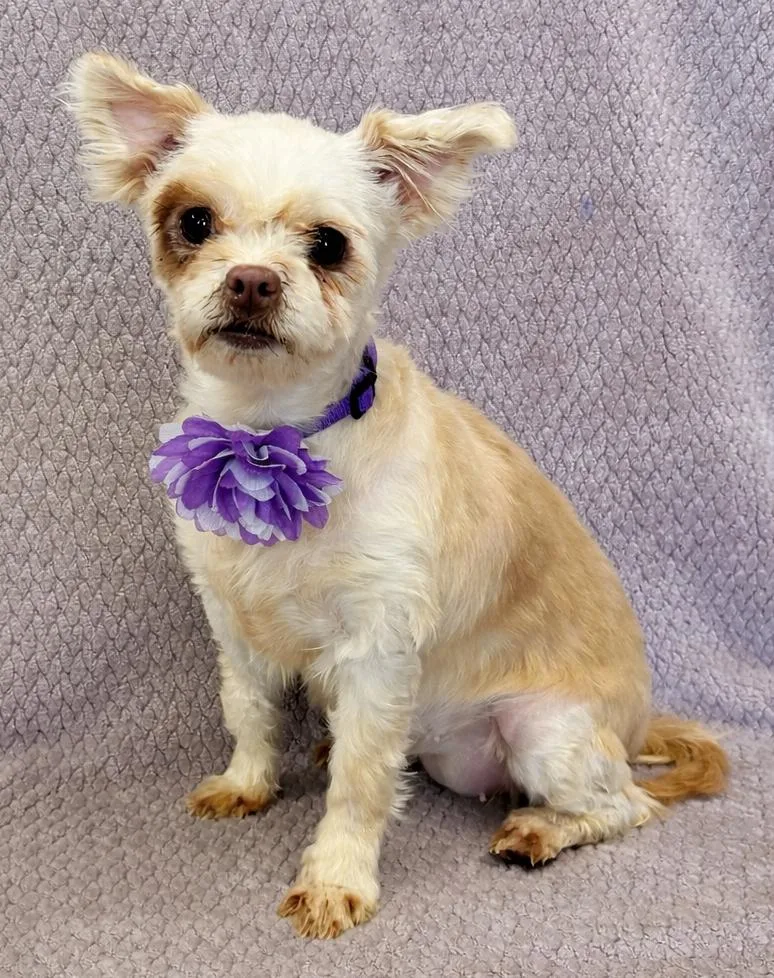 Juliette thumbnail 4