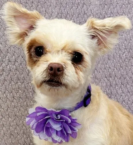 A senior small-sized female Apricot / Beige Maltese dog named Juliette for adoption in Lodi, CA
