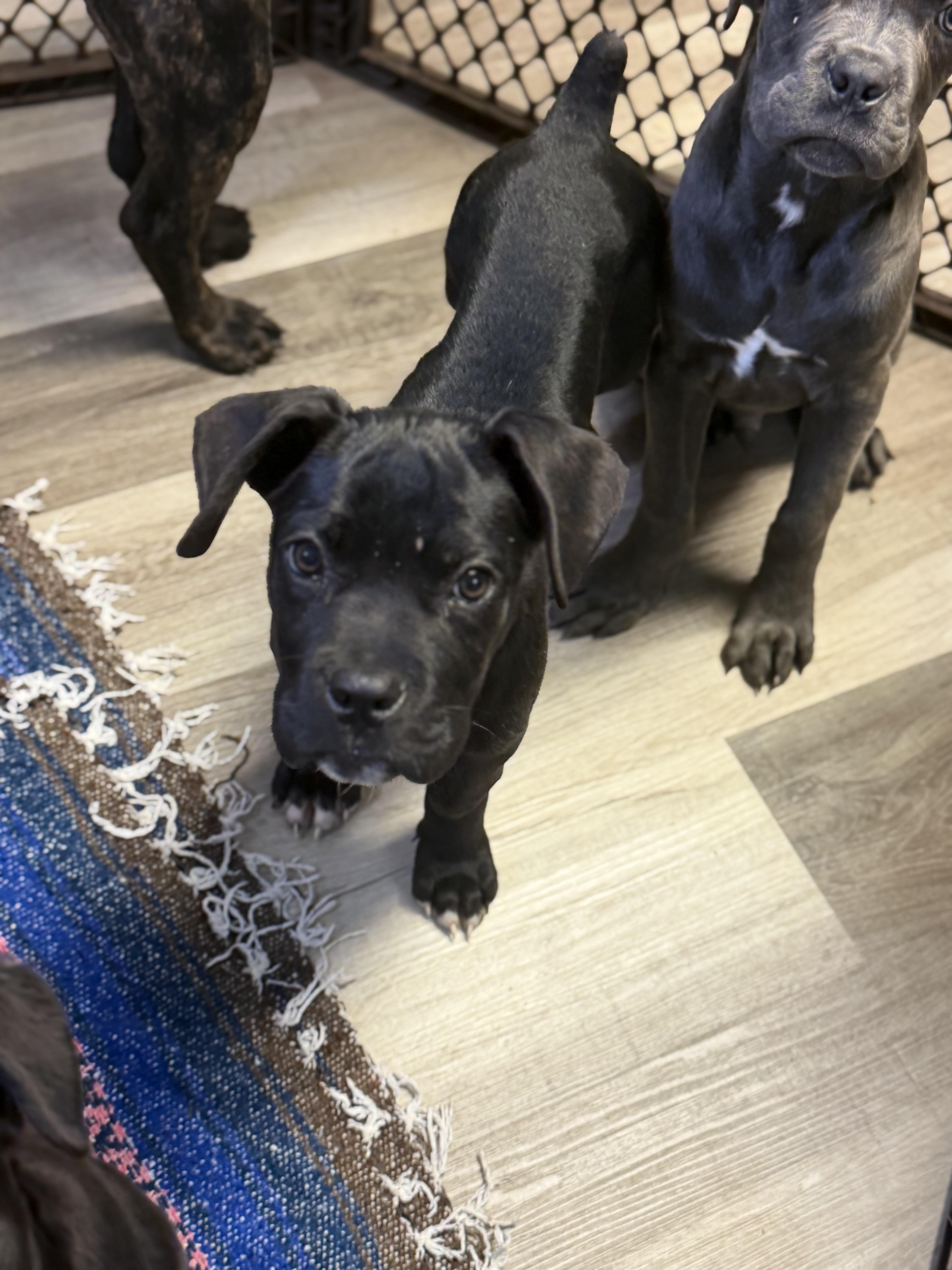 A baby extra large-sized male Cane Corso dog named Alfalfa for adoption in Lutz, FL