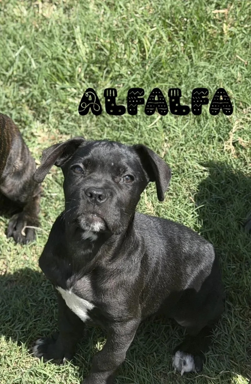 Alfalfa thumbnail 2