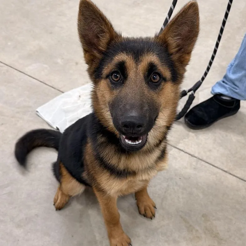 A baby medium-sized female Black German Shepherd Dog named Echo for adoption in Wadena, MN