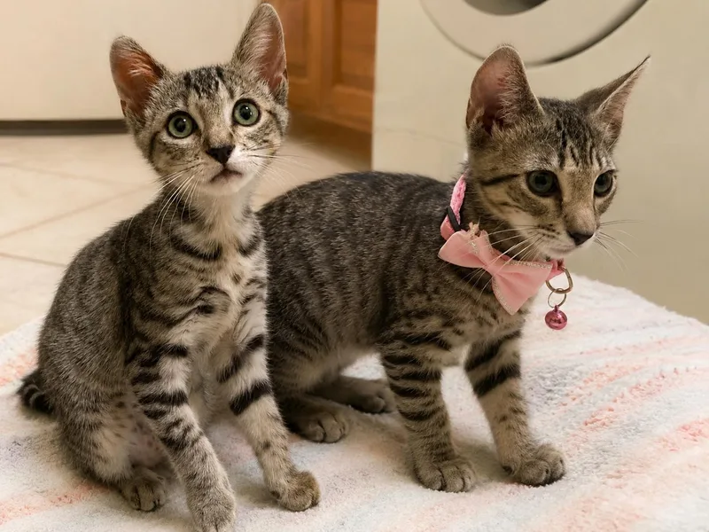 A young medium-sized female Domestic Short Hair cat named Zelda & Auroa for adoption in Antioch, CA