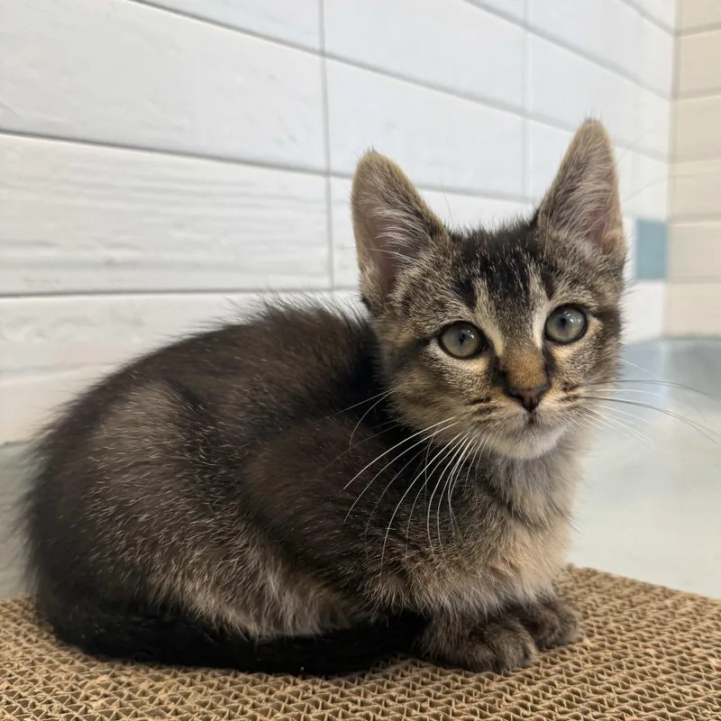 A baby small-sized male Brown / Chocolate Domestic Short Hair cat named Sheepstealer for adoption in Beaumont, TX