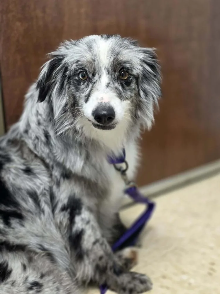 An adult medium-sized female Australian Shepherd dog named Jenga for adoption in Troy, IL