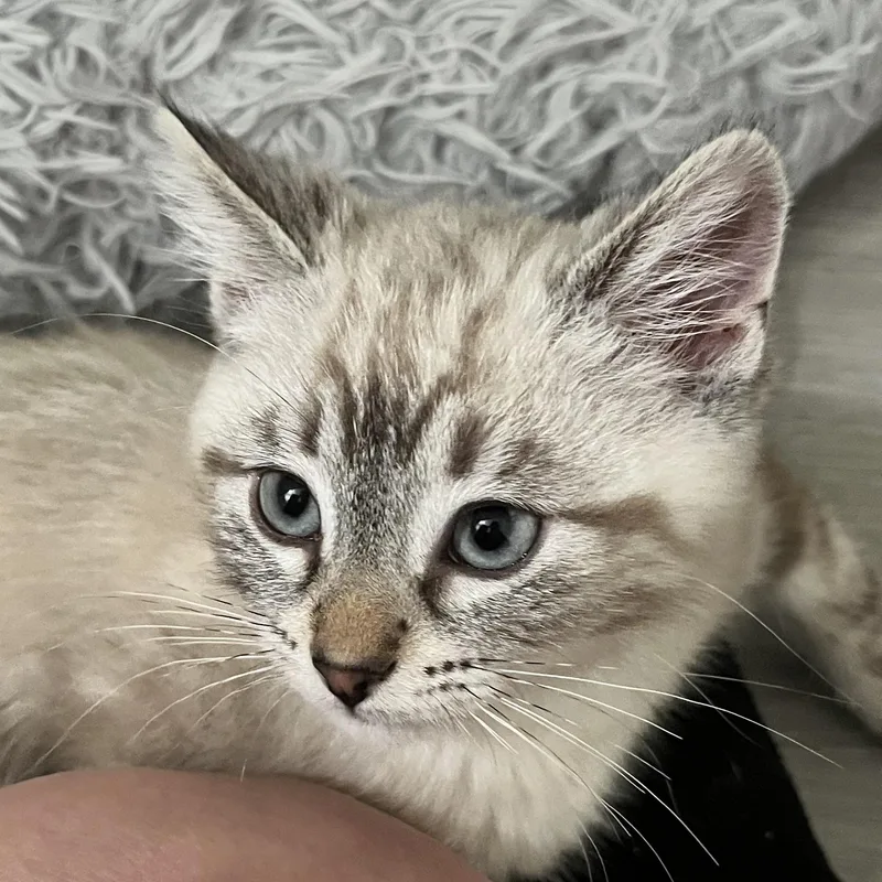 Lani