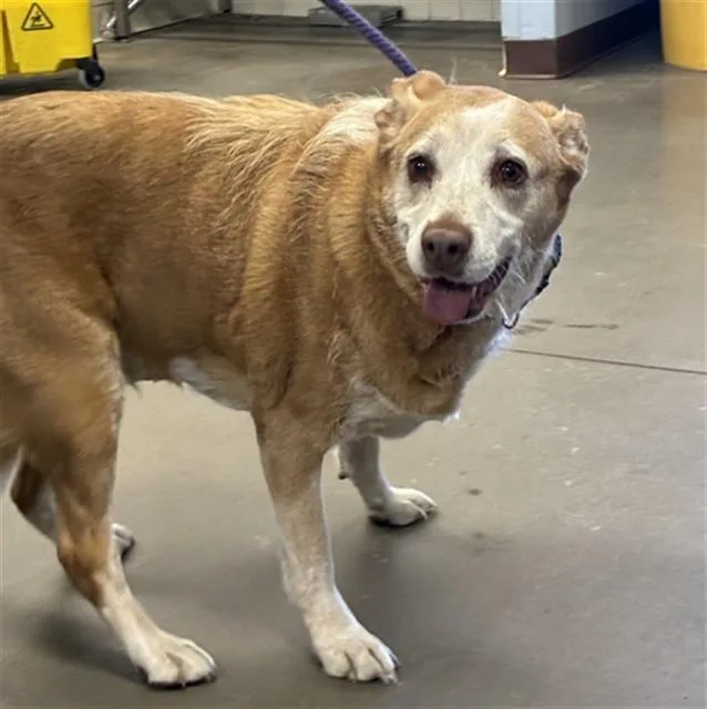 An adult large-sized female Labrador Retriever dog named Maude for adoption in Phoenix, AZ
