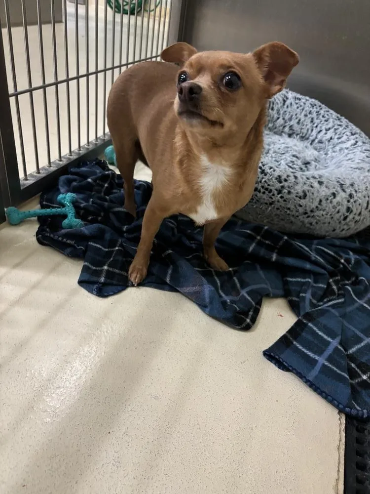 An adult small-sized female Brown / Chocolate Chihuahua dog named Chikorita for adoption in Kalamazoo, MI