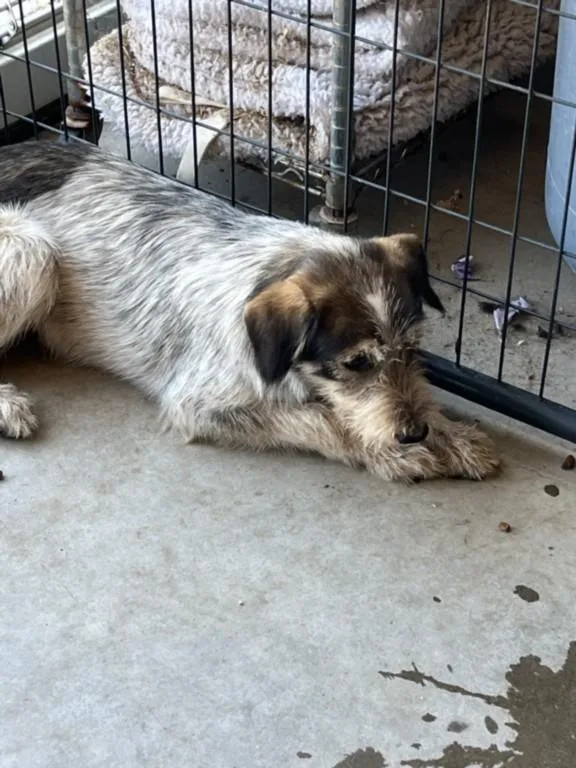 A young large-sized male Australian Cattle Dog / Blue Heeler dog named A for adoption in Olivehurst, CA