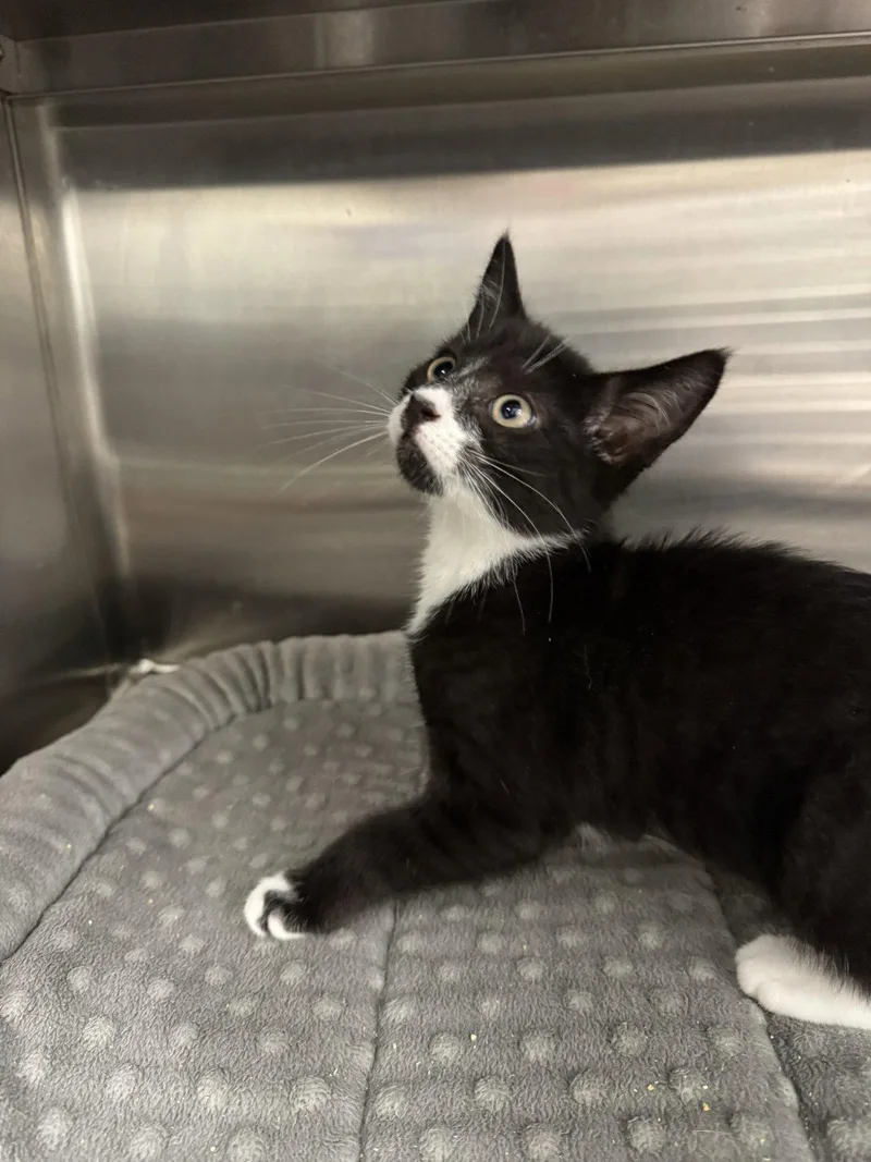 A young small-sized female Black & White / Tuxedo Domestic Short Hair cat named Bobbidi for adoption in Hilton Head Island, SC