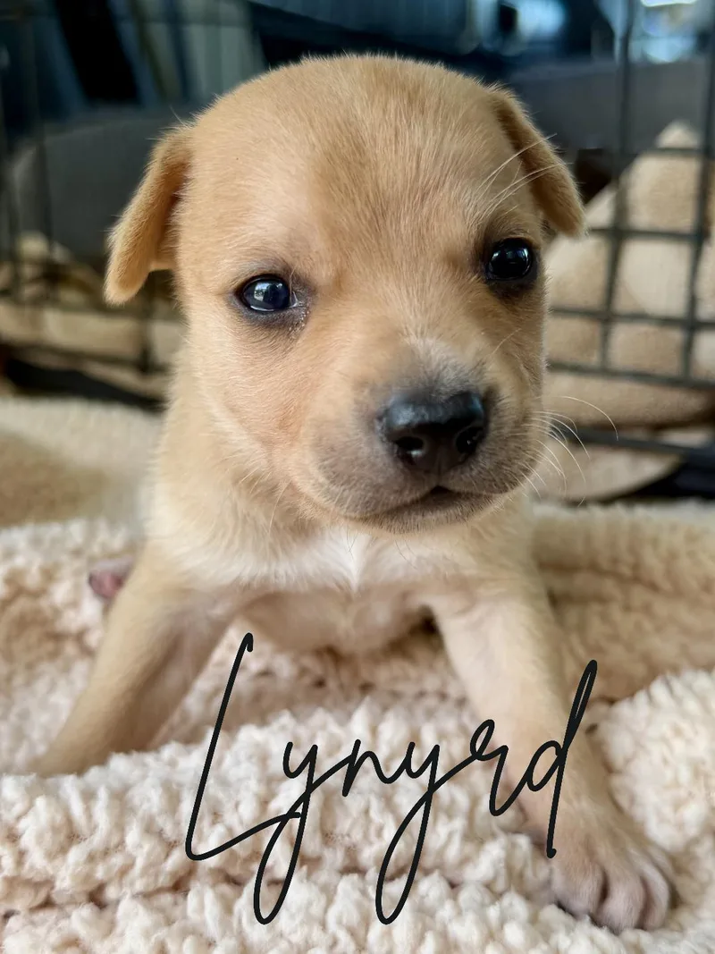 A baby small-sized male Apricot / Beige Chihuahua dog named Lynyrd for adoption in Herald, CA