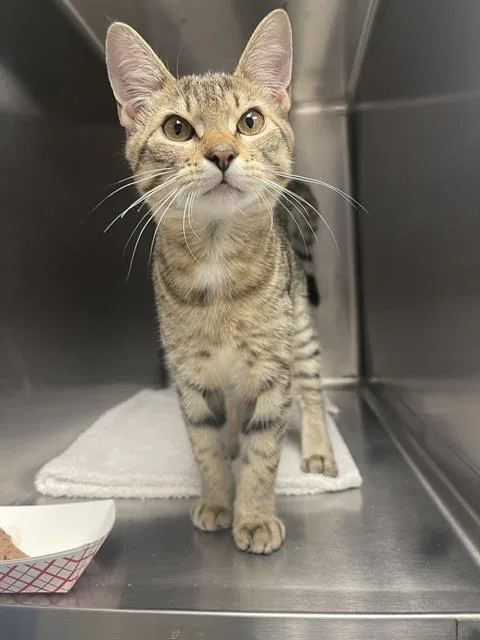 A young medium-sized male Domestic Short Hair cat named Pablo for adoption in Santa Cruz, CA