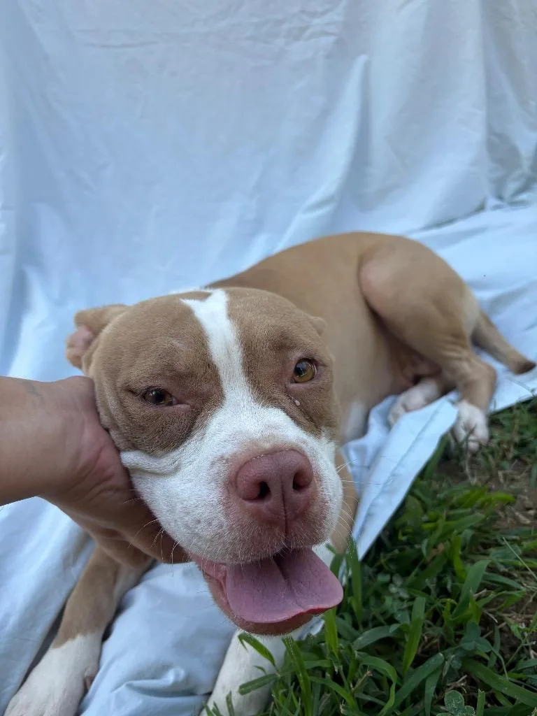 A young medium-sized female Apricot / Beige Mixed Breed dog named Shelly for adoption in Winnsboro, SC