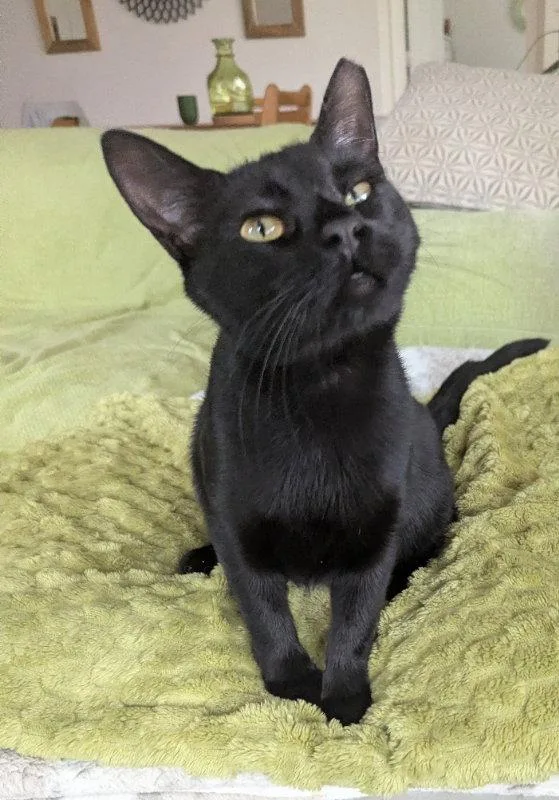 A young medium-sized female Black Domestic Short Hair cat named Roosevelt for adoption in Ocala, FL