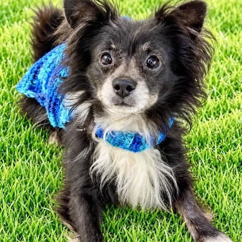 An adult small-sized male Black Pomeranian dog named Milo for adoption in Battle Creek, MI