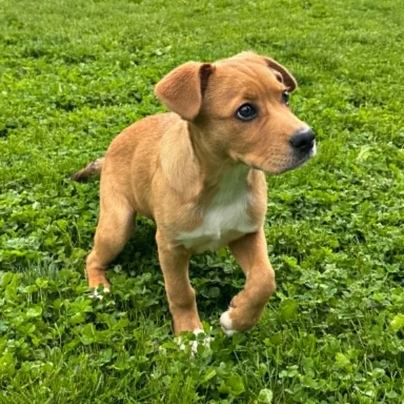 A baby medium-sized male Boxer dog named Arrow for adoption in Danbury, CT