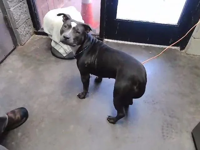 A young medium-sized female Pit Bull Terrier dog named Pinky Pie for adoption in Tulsa, OK