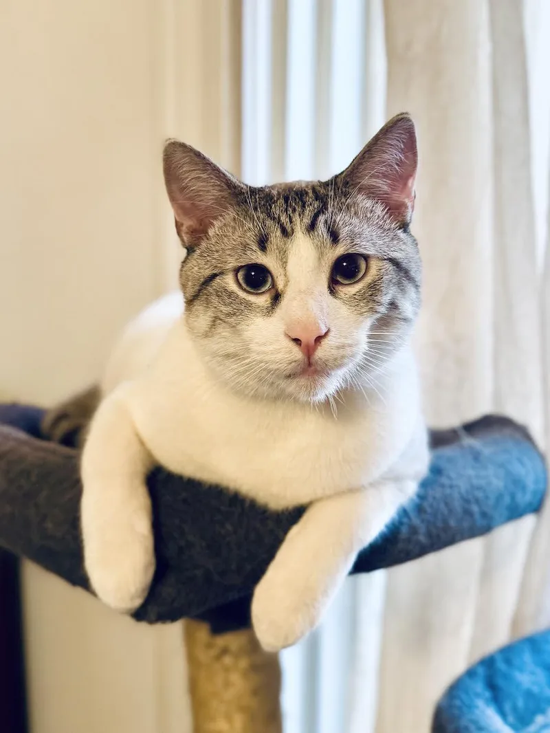 Stormin' Norman thumbnail 2