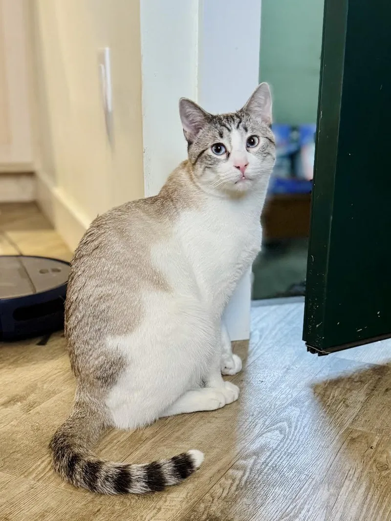 Stormin' Norman thumbnail 3