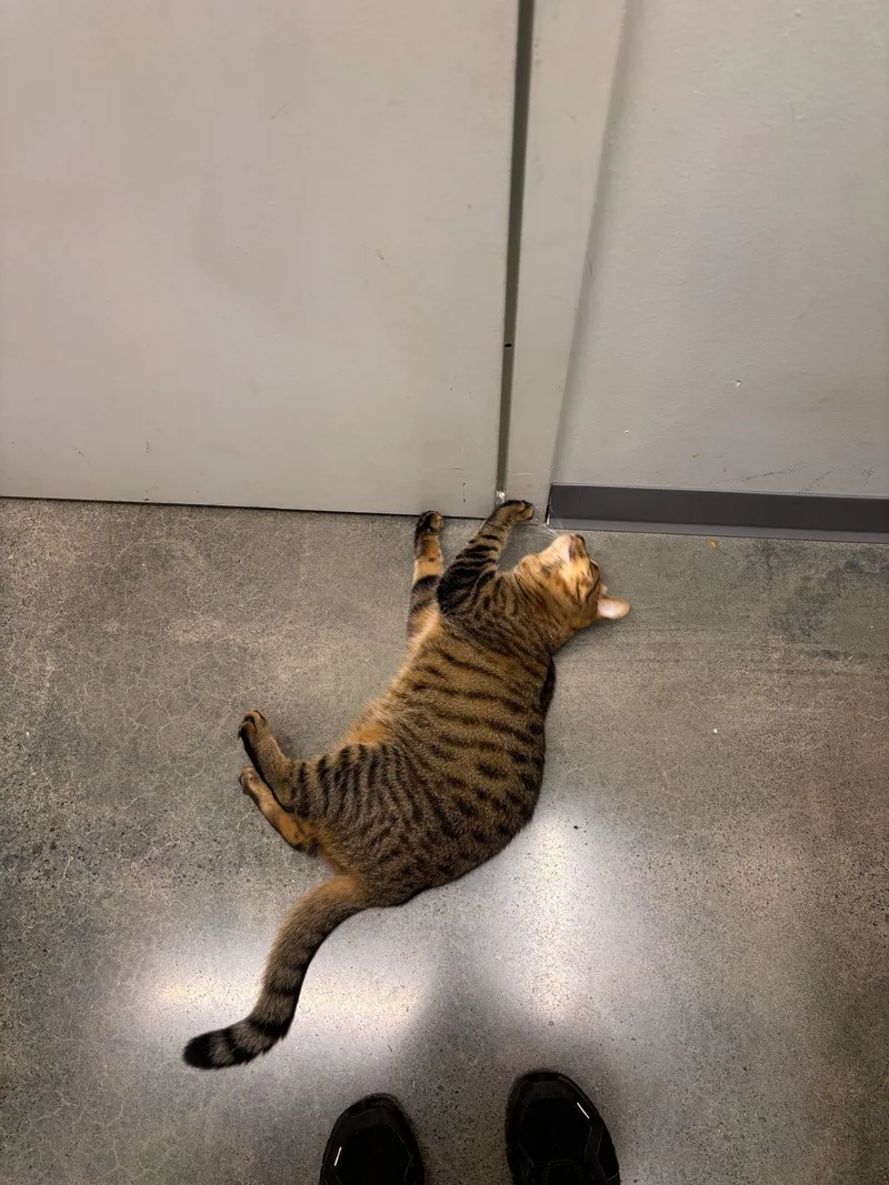 A young medium-sized female Tabby (Brown / Chocolate) American Shorthair cat named Coco for adoption in Toledo, OH