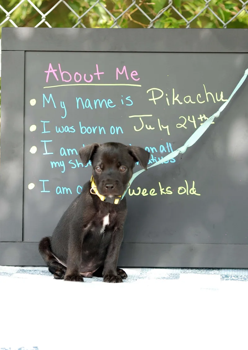 A baby medium-sized male Pit Bull Terrier dog named Pikachu for adoption in Madisonville, TX