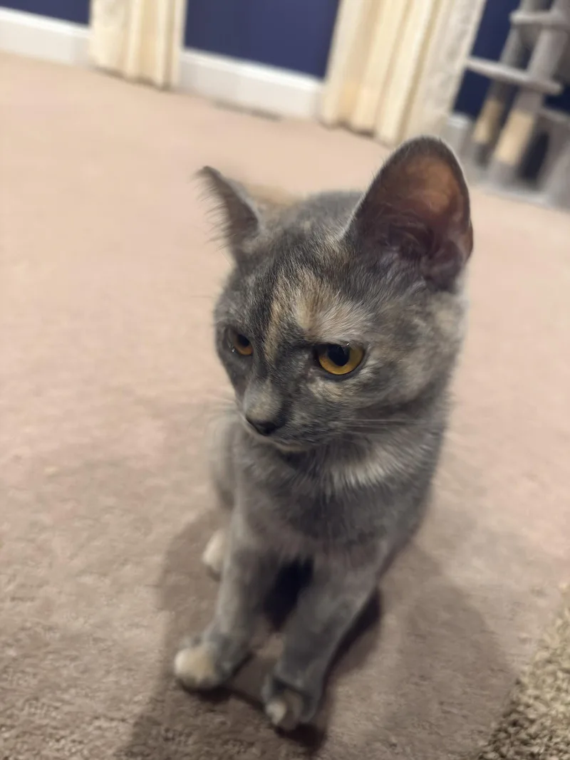A young medium-sized female Domestic Short Hair cat named Petunia for adoption in Herndon, VA