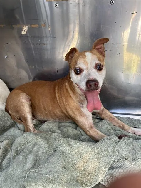 An adult small-sized male Mixed Breed dog named Sam for adoption in Dallas, TX
