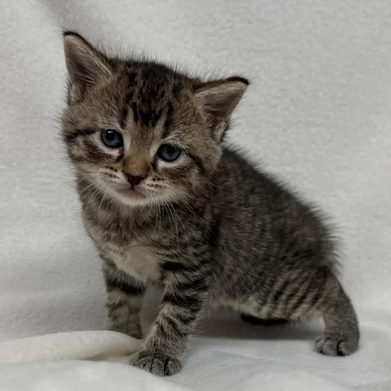 A baby small-sized female Black Domestic Short Hair cat named Fendi for adoption in Pine Mountain, GA