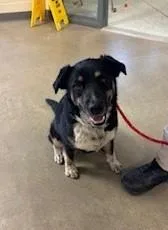 An adult medium-sized female Tricolor (Brown, Black, & White) Labrador Retriever dog named Novalie for adoption in Mason City, IA