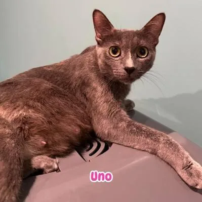 An adult medium-sized female Gray / Blue / Silver Domestic Short Hair cat named Uno for adoption in Phoenixville, PA