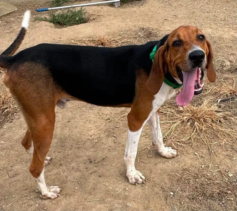 An adult large-sized male Tricolor (Brown, Black, & White) Treeing Walker Coonhound dog named Owens : Elvis for adoption in Aurora, IN