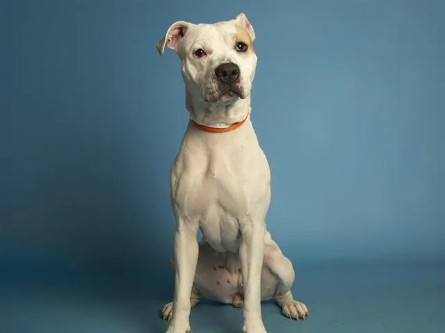 A young large-sized female Pit Bull Terrier dog named Snow White for adoption in Phoenix, AZ