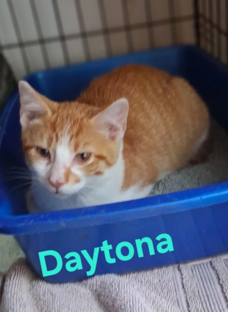 A baby small-sized male Domestic Short Hair cat named Daytona for adoption in Lynchburg, TN