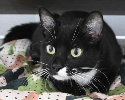 An adult small-sized female Domestic Short Hair cat named Lina for adoption in West Seneca, NY