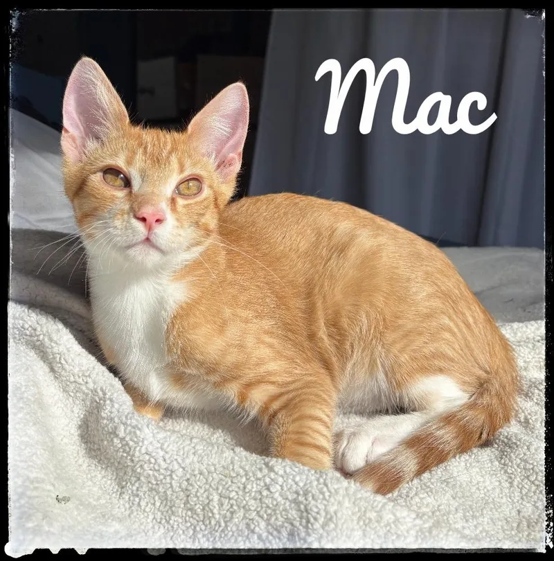 A baby small-sized male Domestic Short Hair cat named Mac for adoption in El Cajon, CA