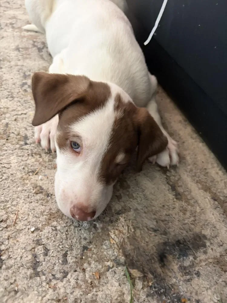A baby medium-sized male Australian Kelpie dog named Hayden for adoption in Thornton, CO