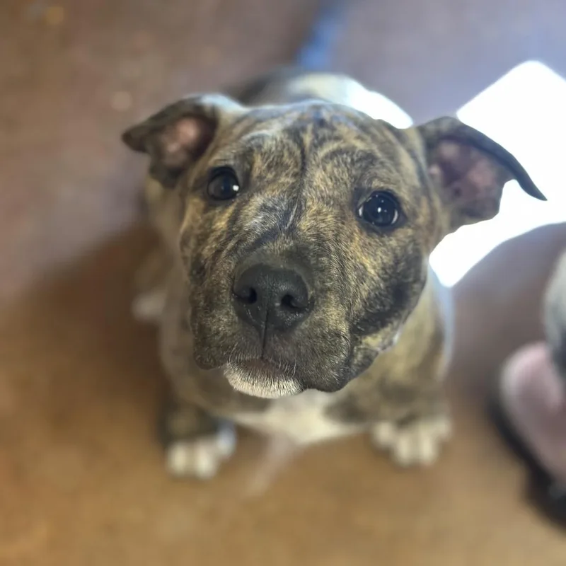 A baby medium-sized female Brindle Pit Bull Terrier dog named Cookie for adoption in Clarksville, AR