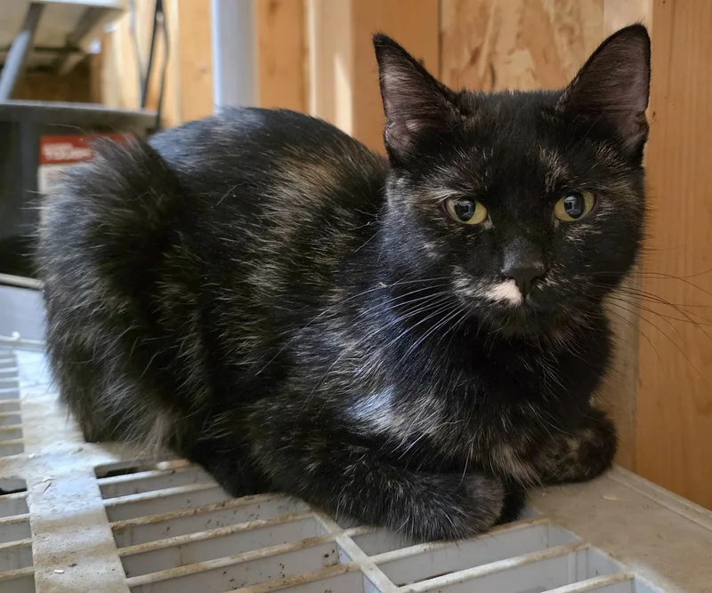 A young small-sized female Domestic Short Hair cat named Fawn for adoption in Heyburn, ID