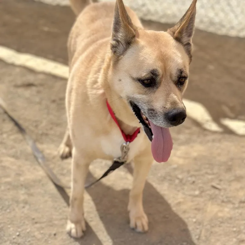 An adult large-sized female Yellow / Tan / Blond / Fawn Shepherd dog named Davina for adoption in San Gabriel, CA