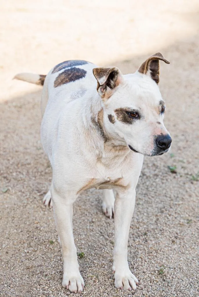 Penelope thumbnail 4