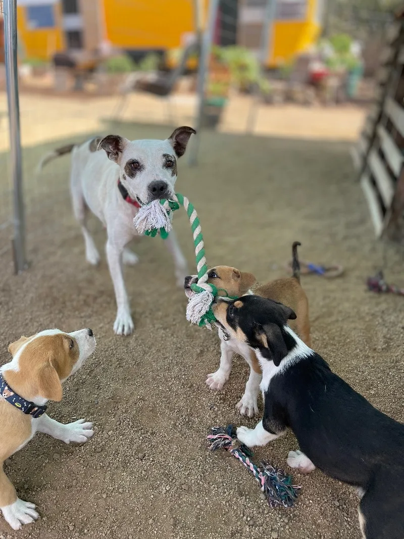 Penelope thumbnail 5