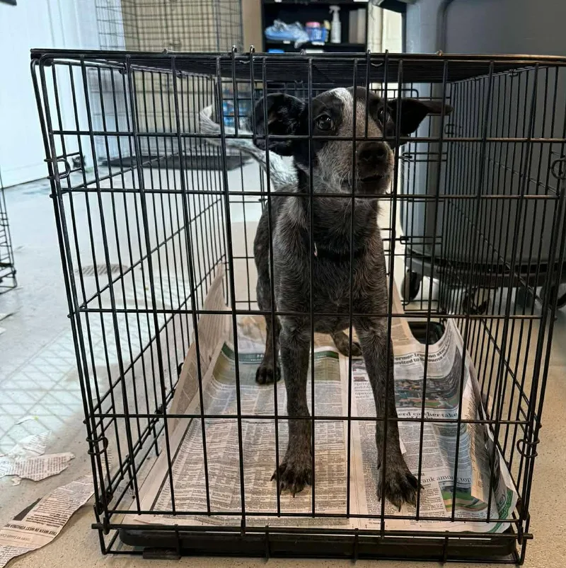 A young medium-sized female Terrier dog named Louise for adoption in Newport, KY